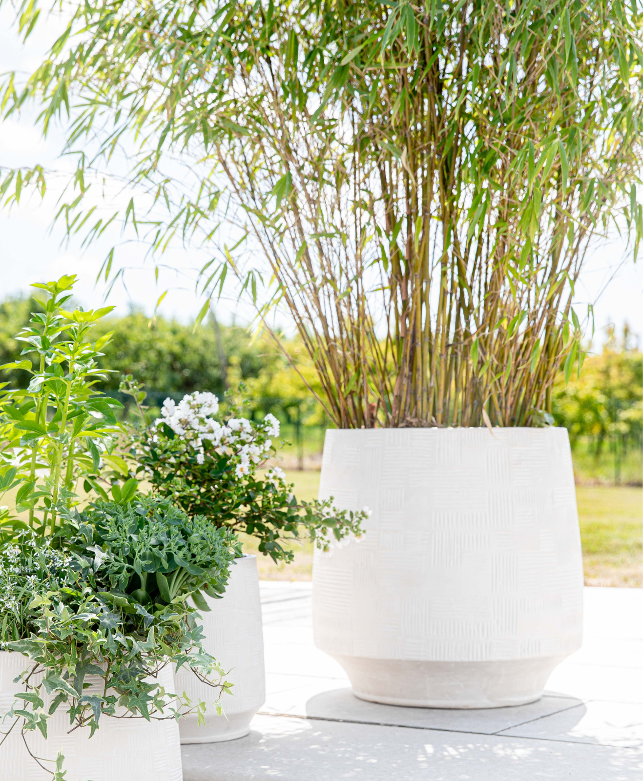 Un bambou en pot posé sur une terrasse