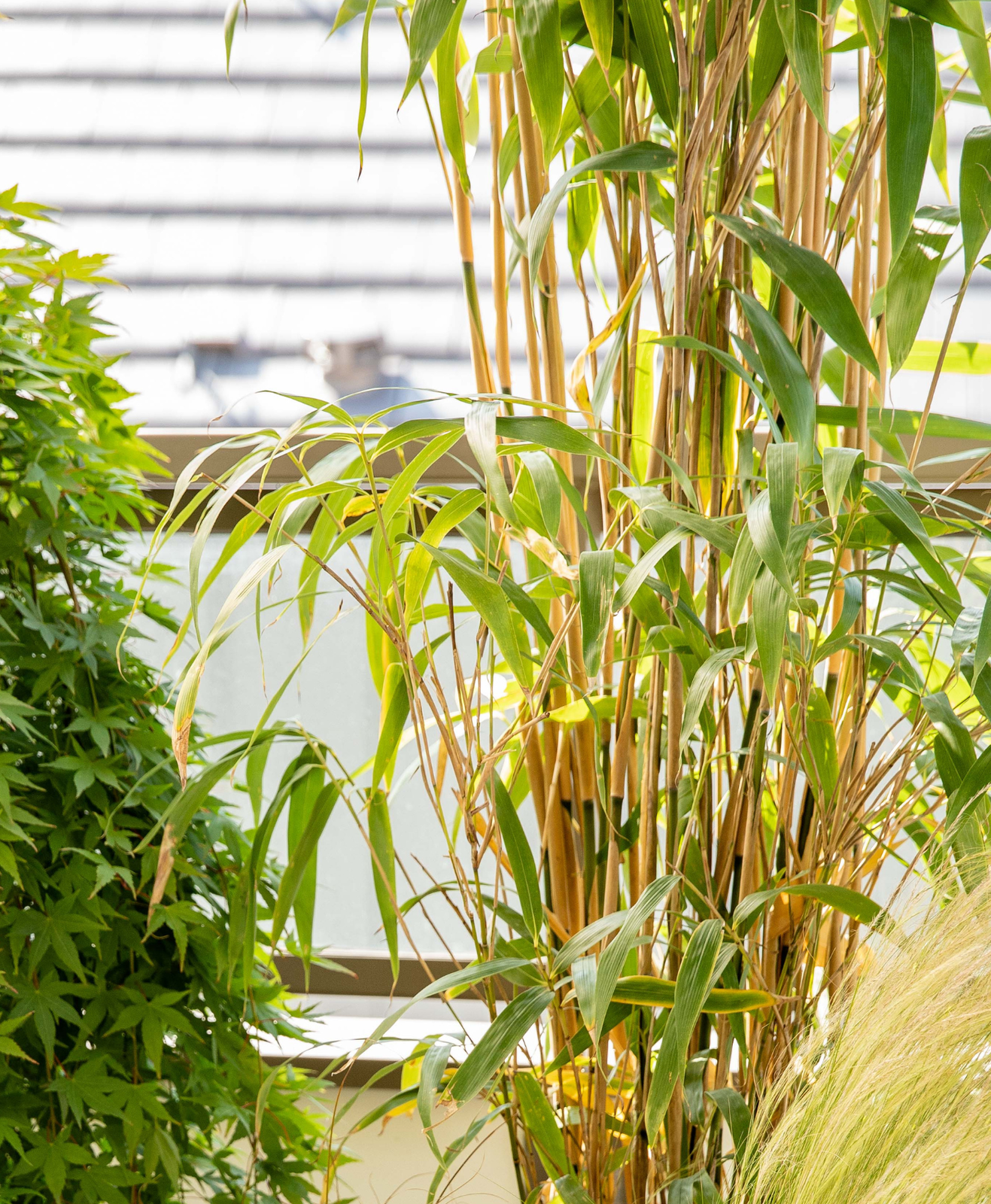 Un zoom sur un bambou en terrasse