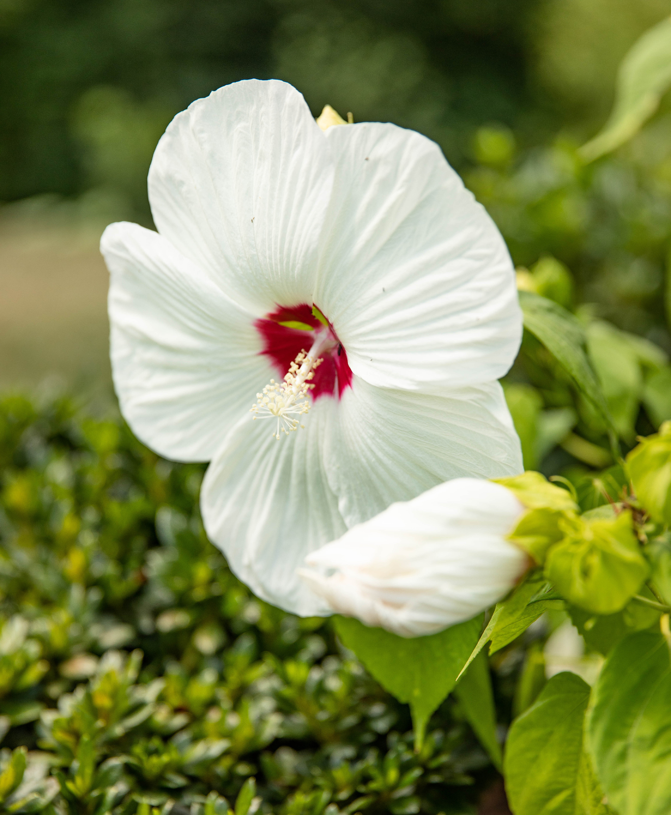 Un zoom sur un hibiscus blanc