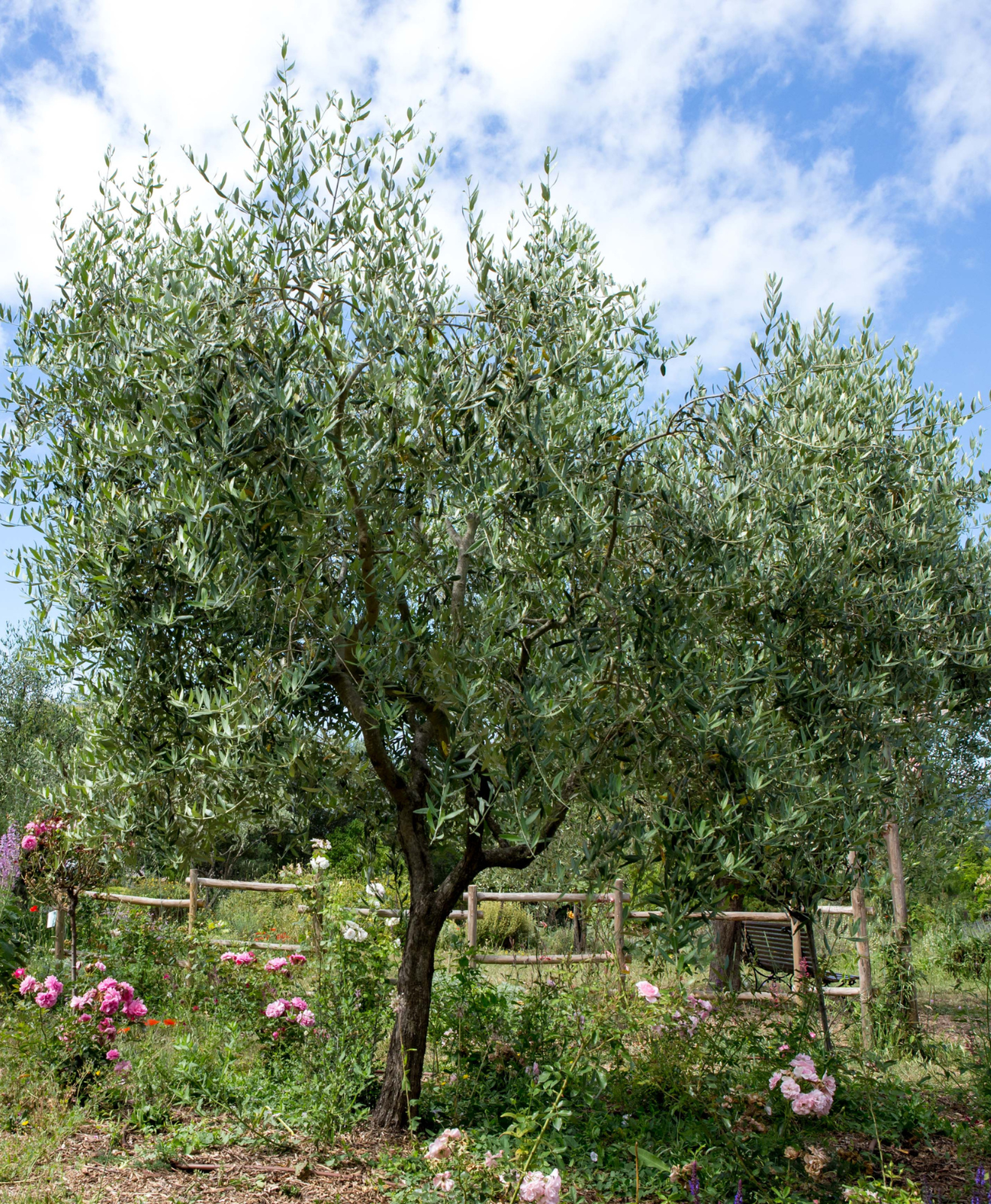 Un grand olivier dans un jardin