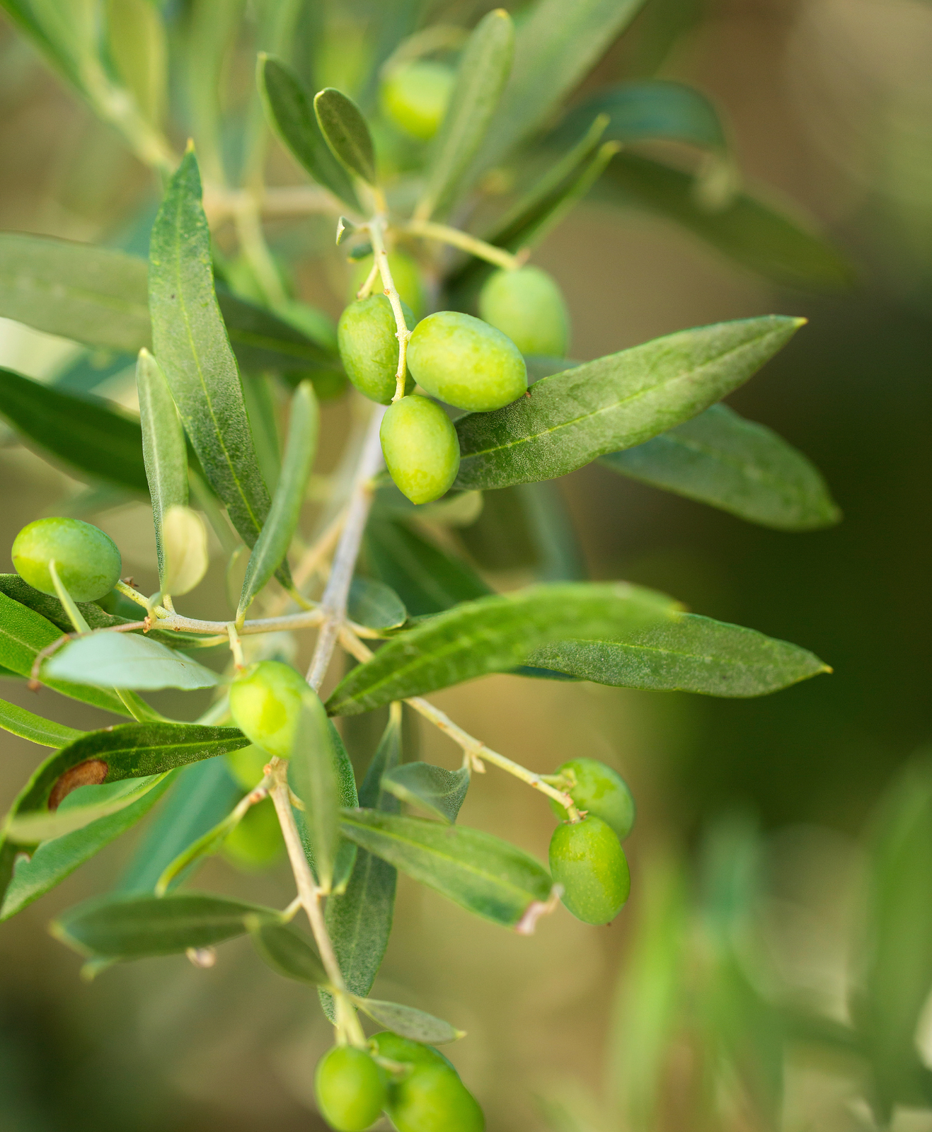 Un zoom sur une branche d'olivier
