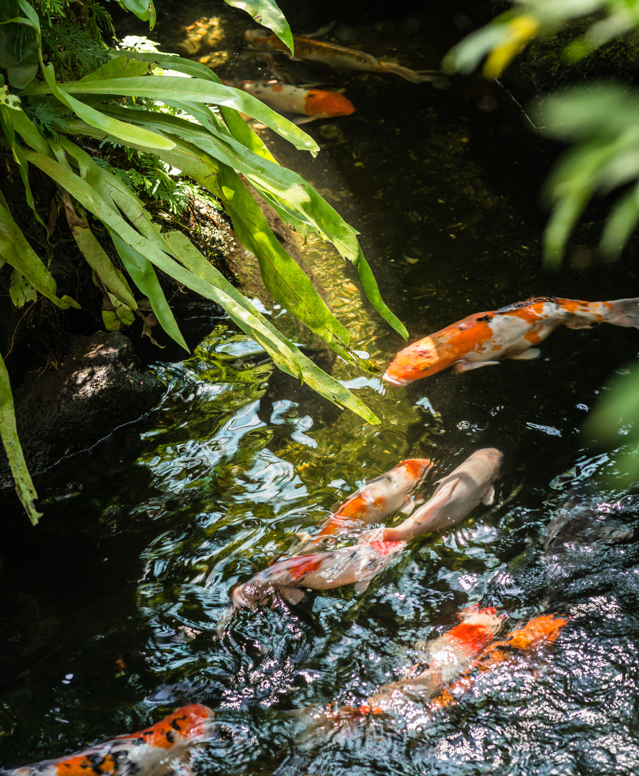Des poissons dans un bassin jardin aquatique