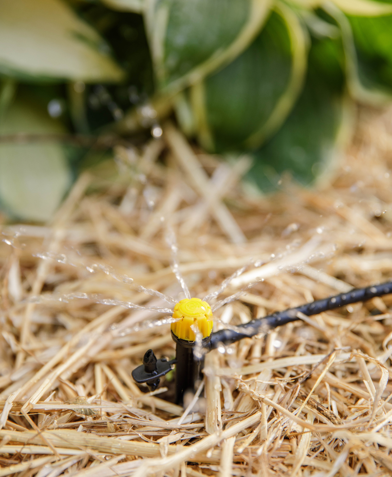 Un système d'arrosage écologique dans un potager
