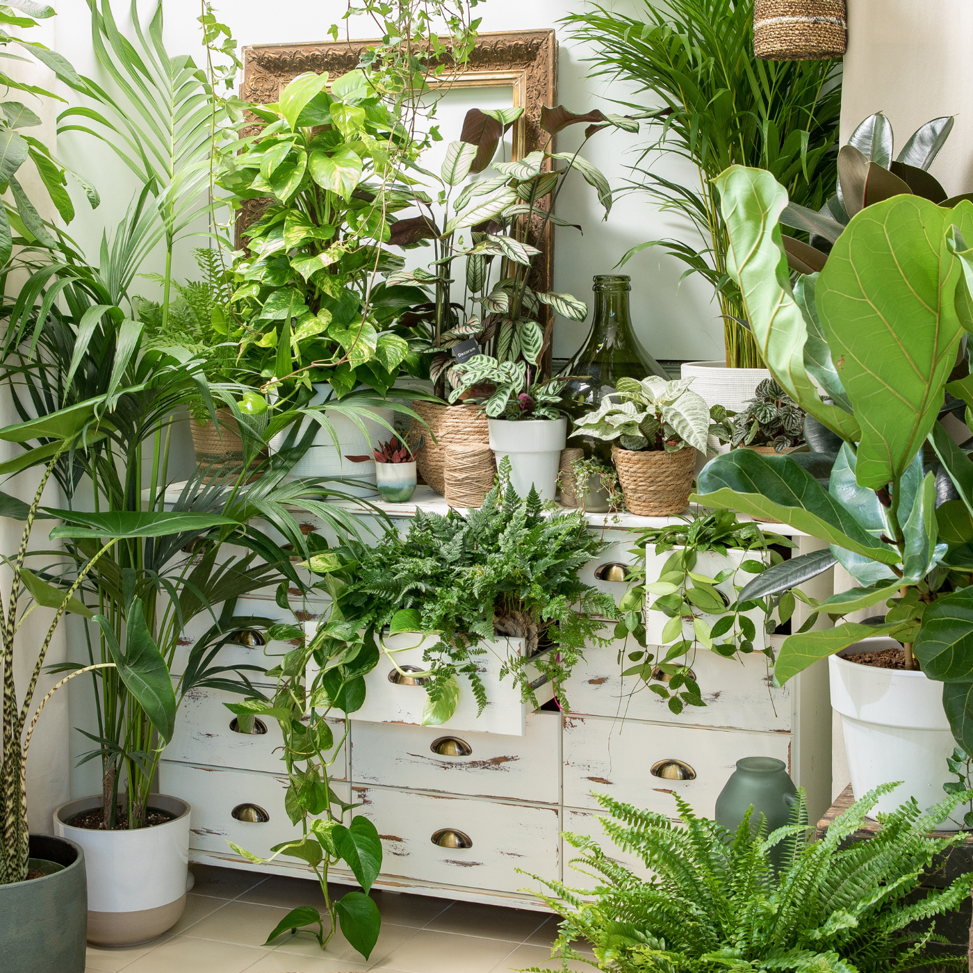 Plantes vertes sur une commode blanche