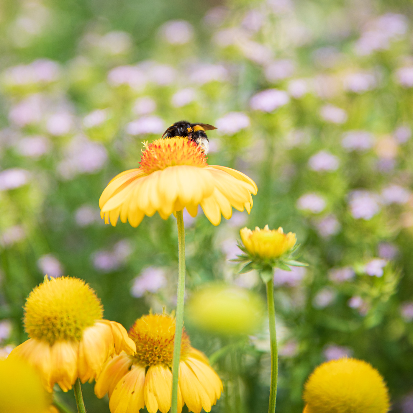 Abeilles sur une fleur jaune pour le pollen