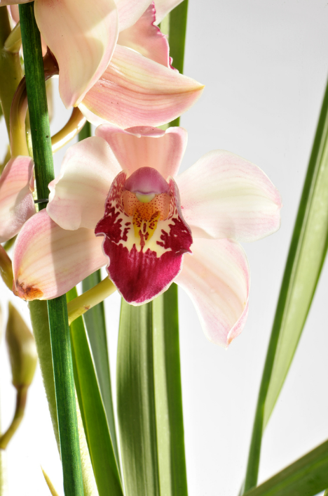 Une orchidée cymbidium