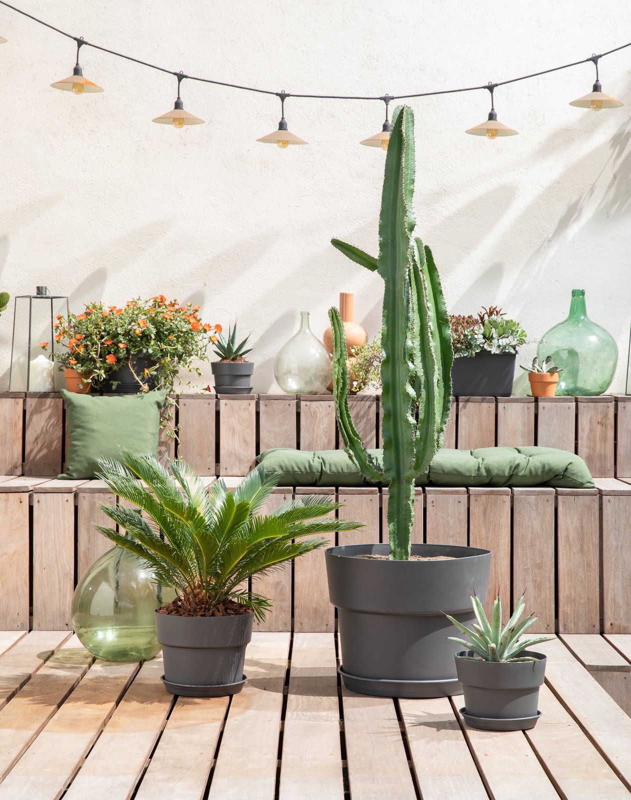 Des cactus et plantes grasses sur une terrasse