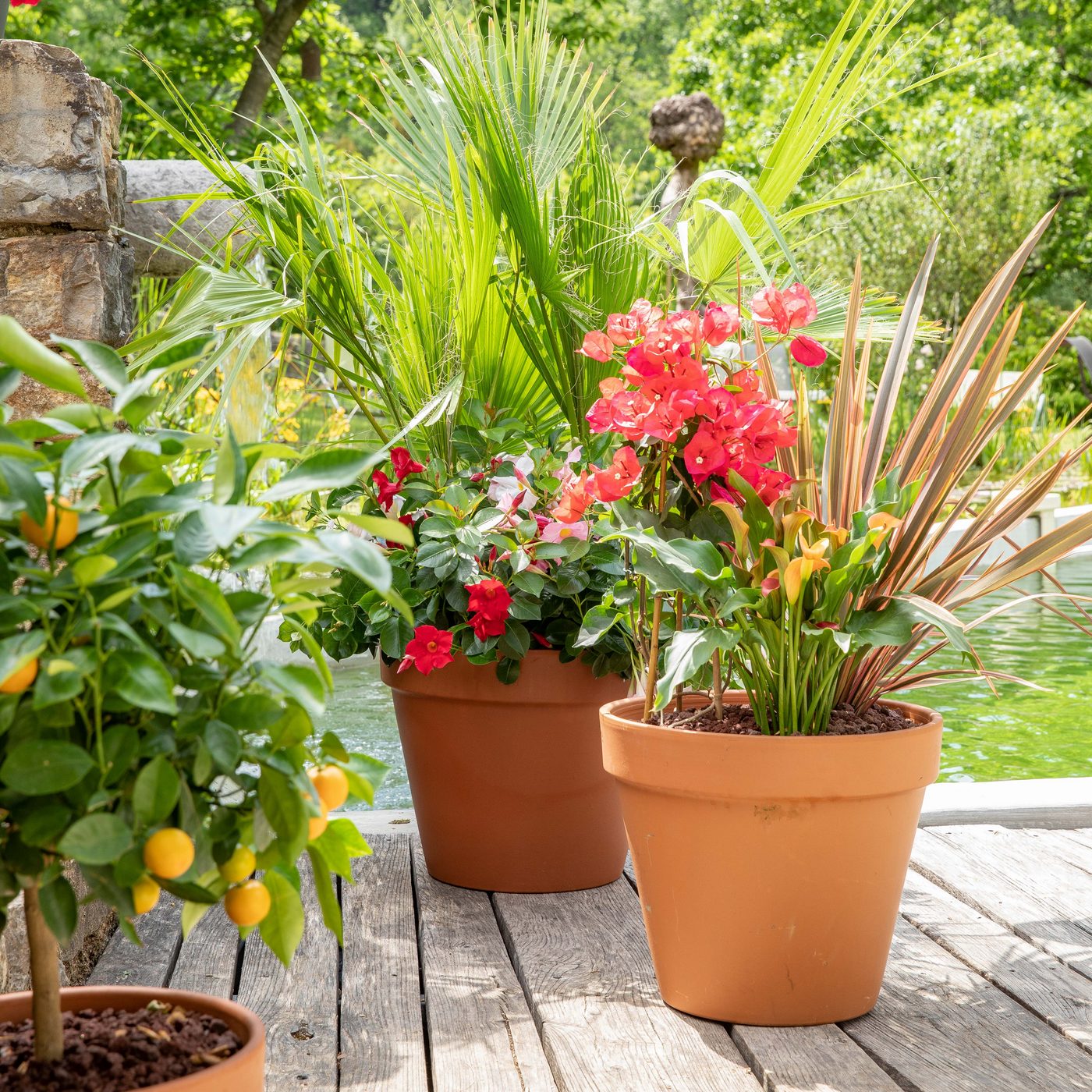 plantes_exterieures_mediterraneennes_agrumes_dipladenias