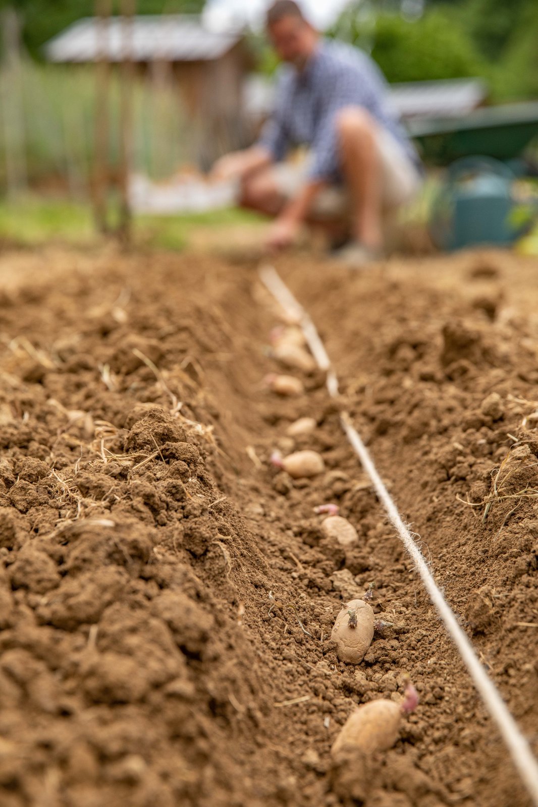 Un homme qui plante ses pommes de terre