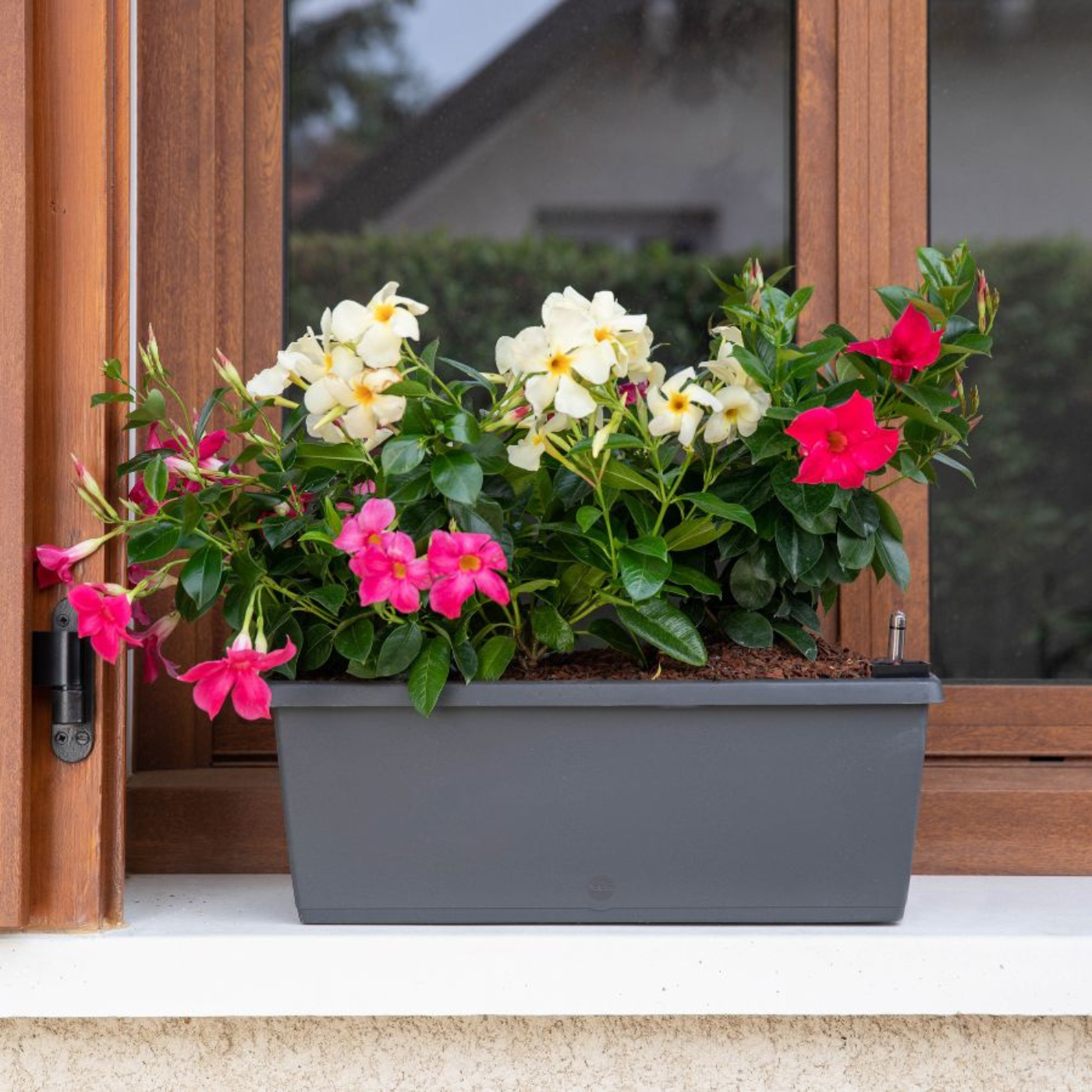 Pot à réserve d'eau gris posé sur un rebord de fenêtre avec des fleurs à l'intérieur