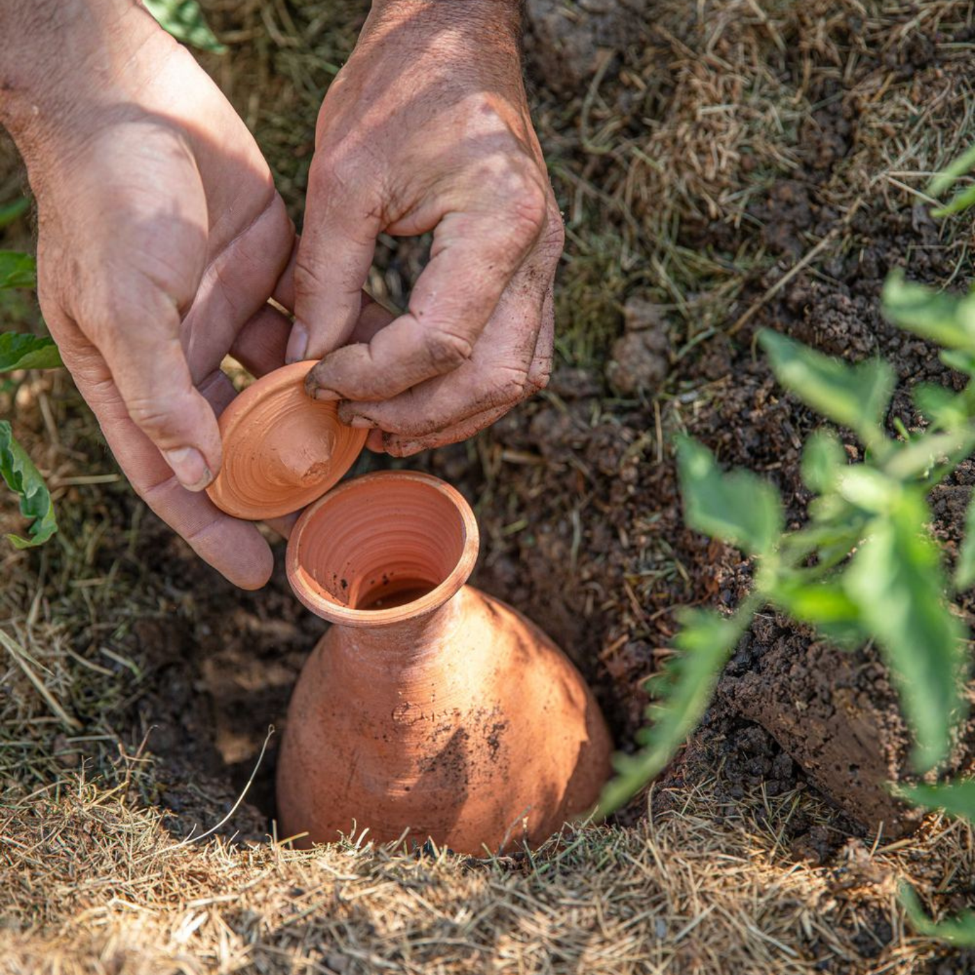 Oyas planté dans la terre