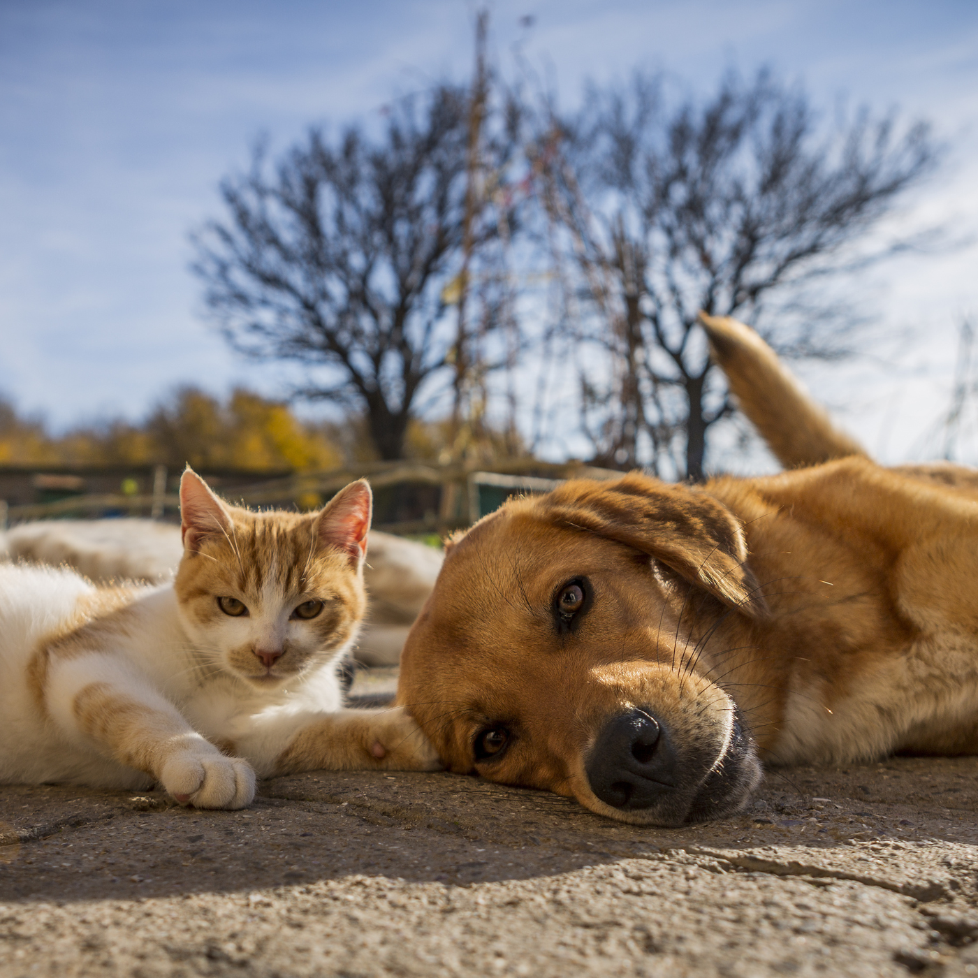 Chien et chat allongés par terre dehors