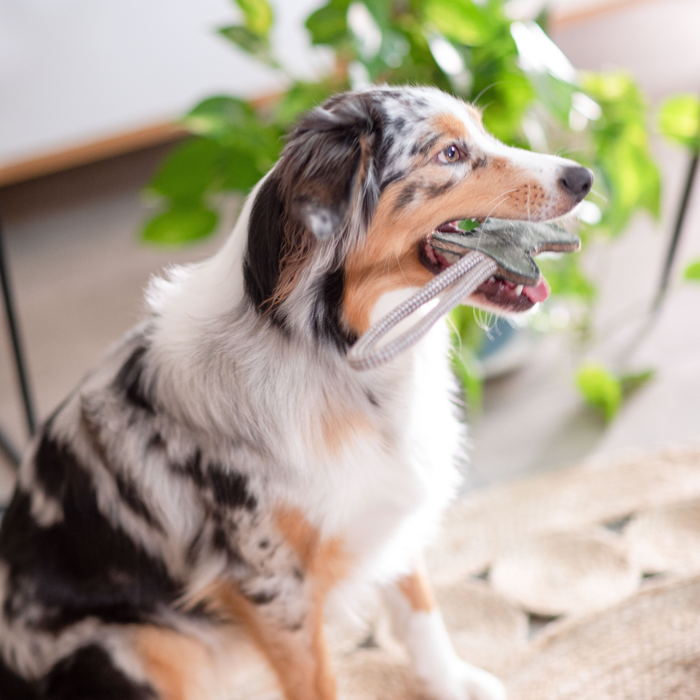 Chien avec un jouet dans la bouche