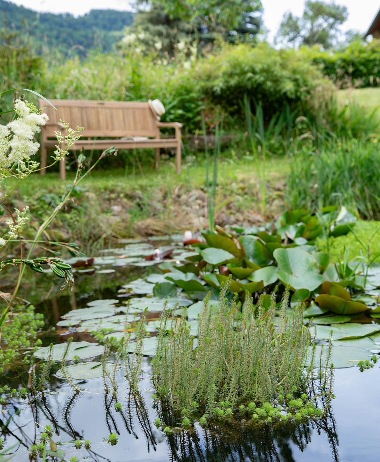 Un bassin aquatique dans un jardin