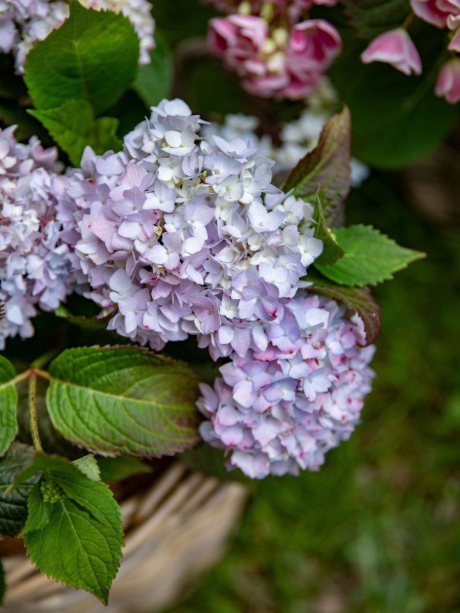 Des hortensias en pot