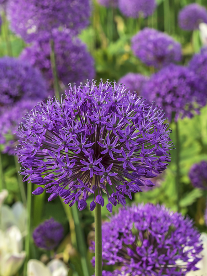 Des alliums