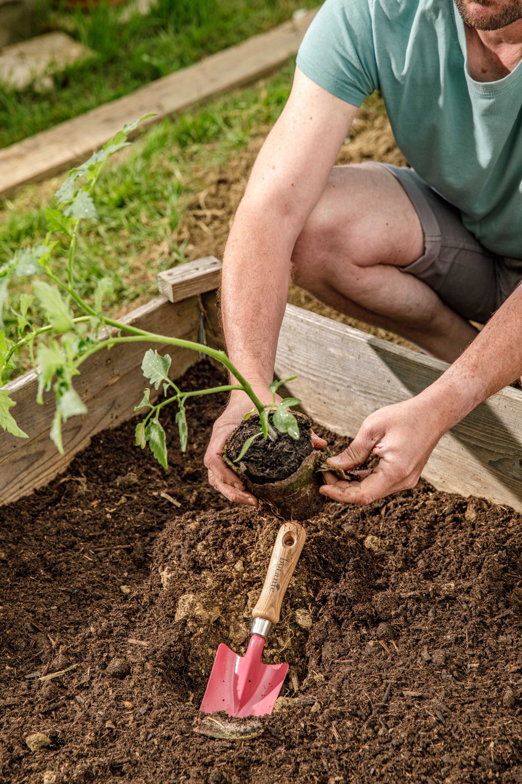 Un homme en train de planter un plant de tomate