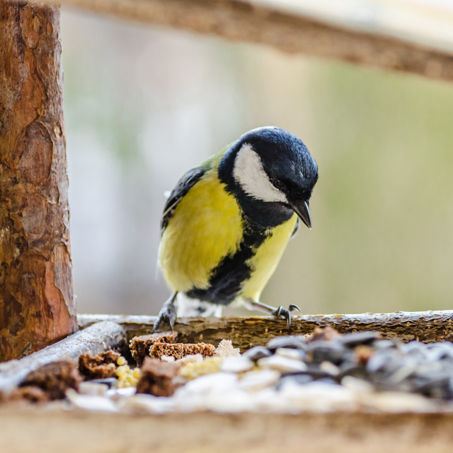 Oiseaux du jardin dans un nichoir durant l'automne