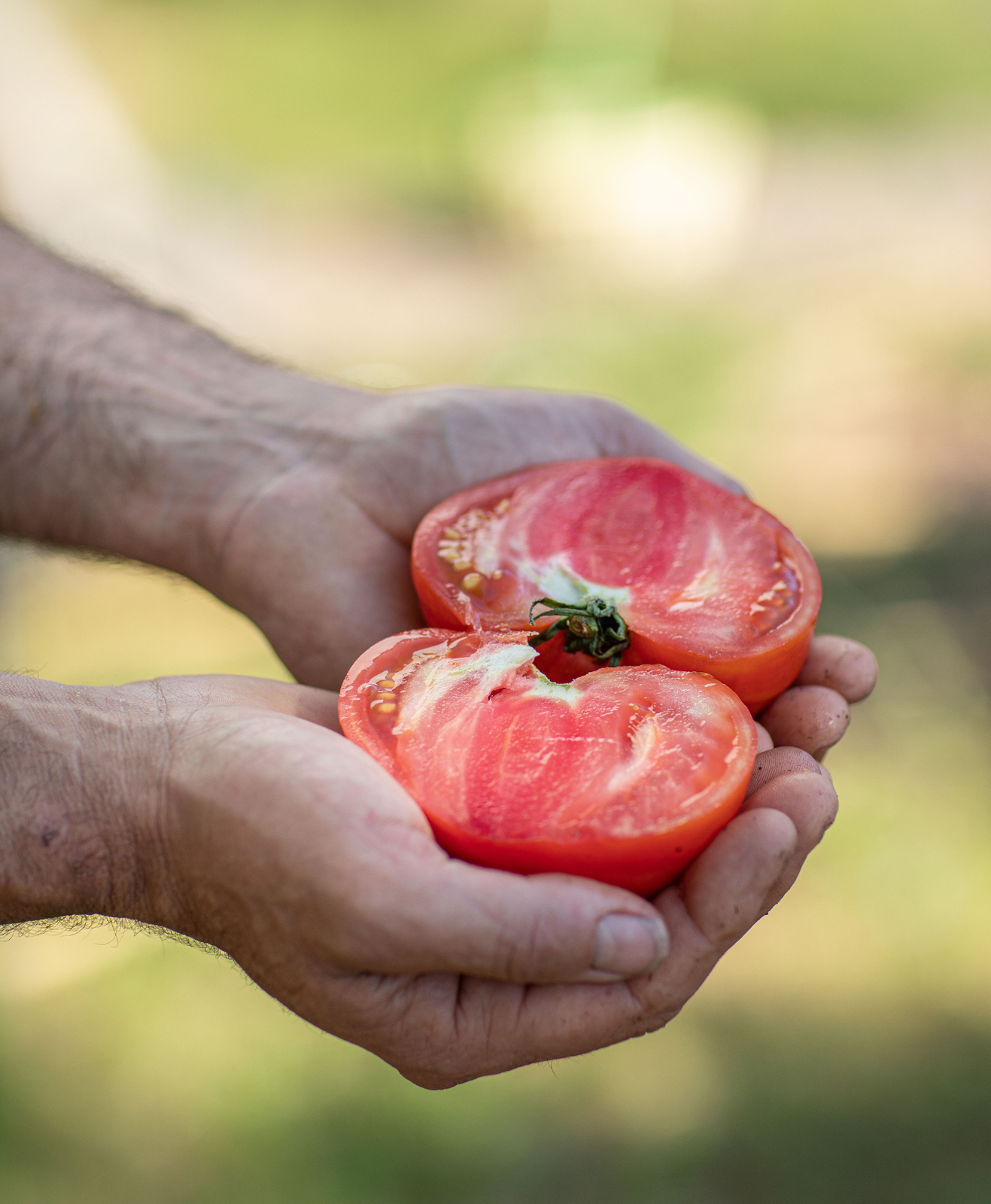 Une belle tomate découpée en deux