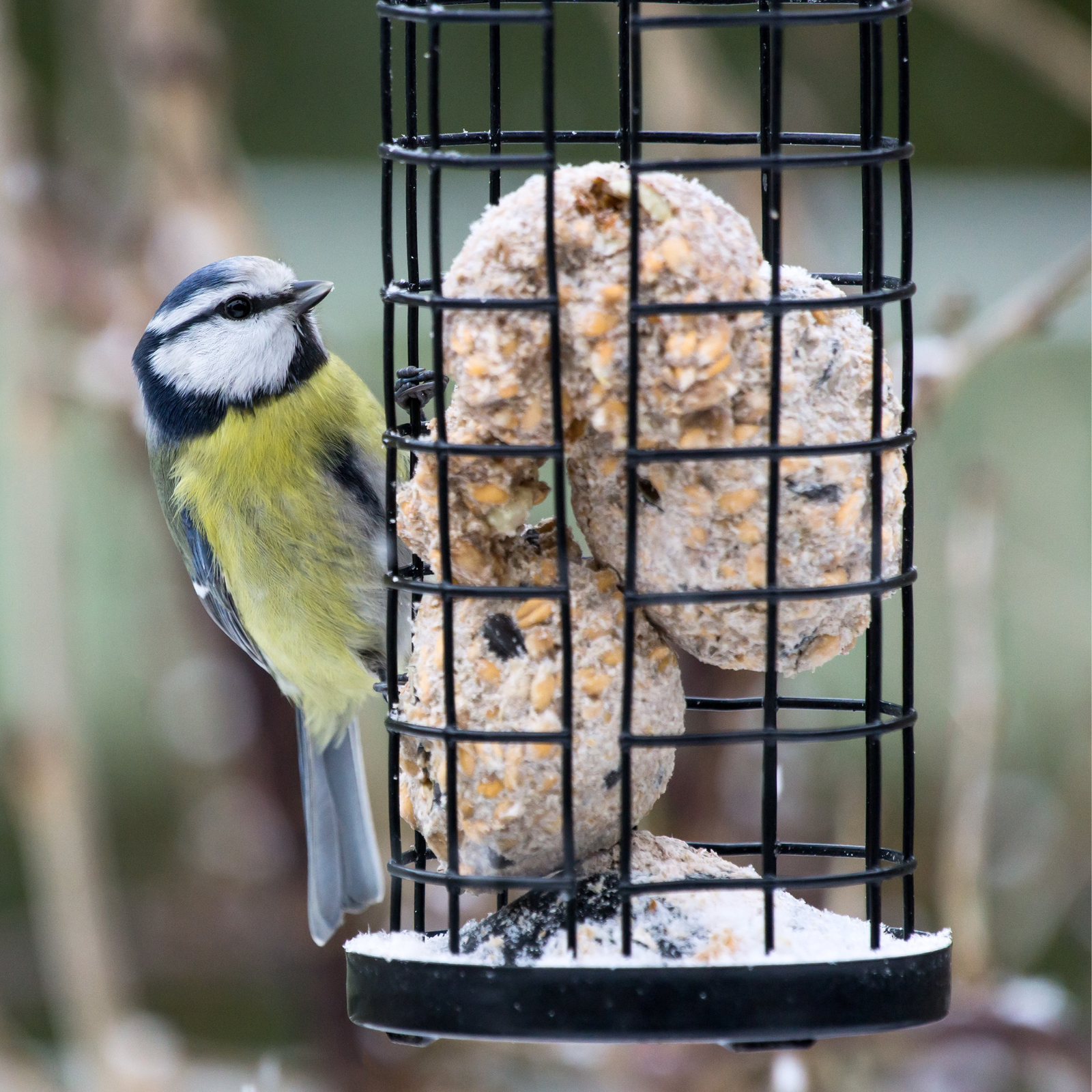 Zoom sur un oiseau qui mange dans le jardin