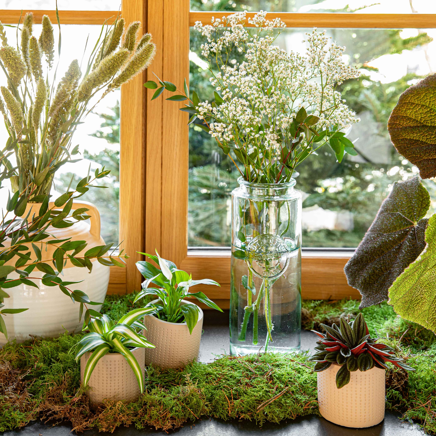 Plantes vertes sur la fenêtre de la maison