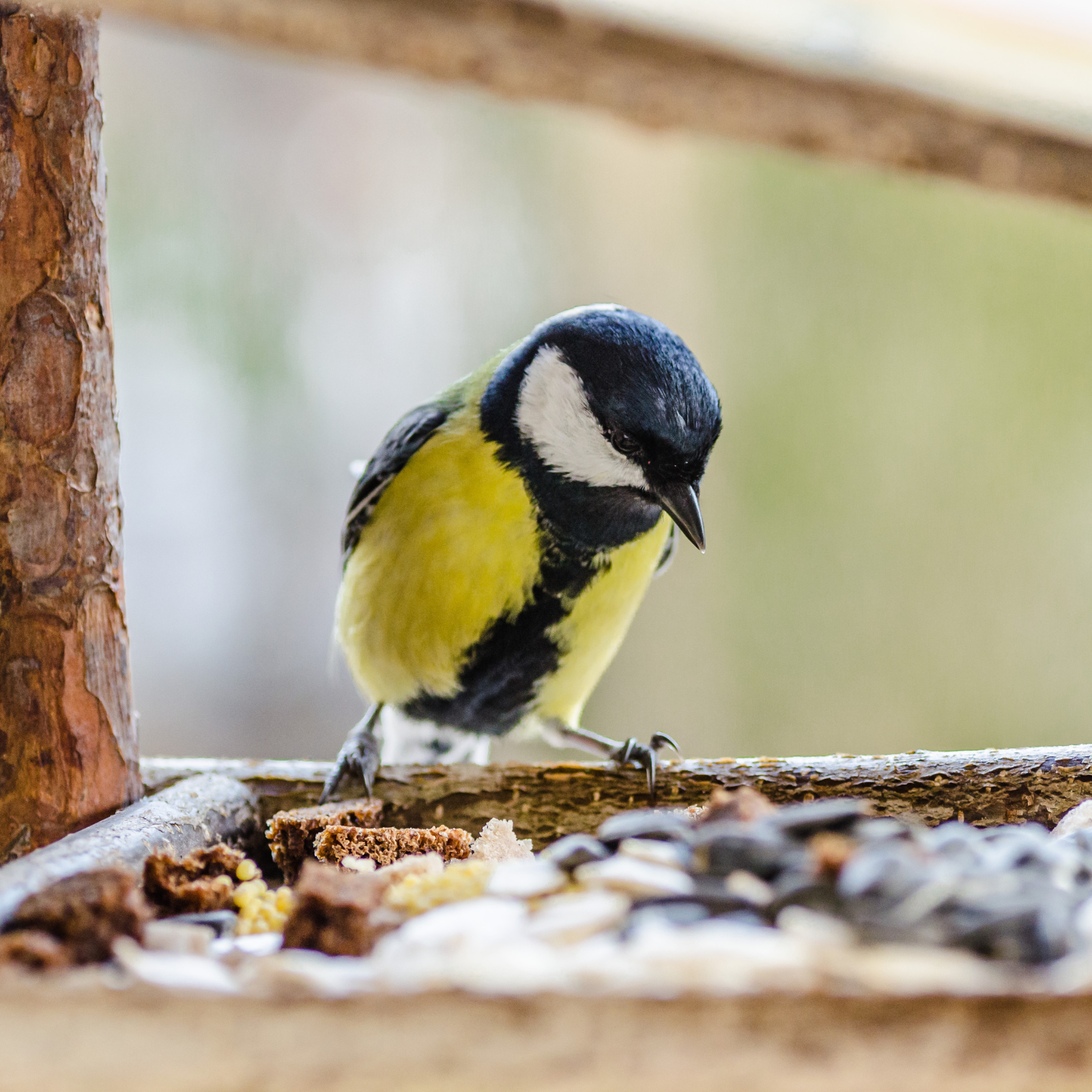 Oiseaux du jardin dans un nichoir durant l'automne