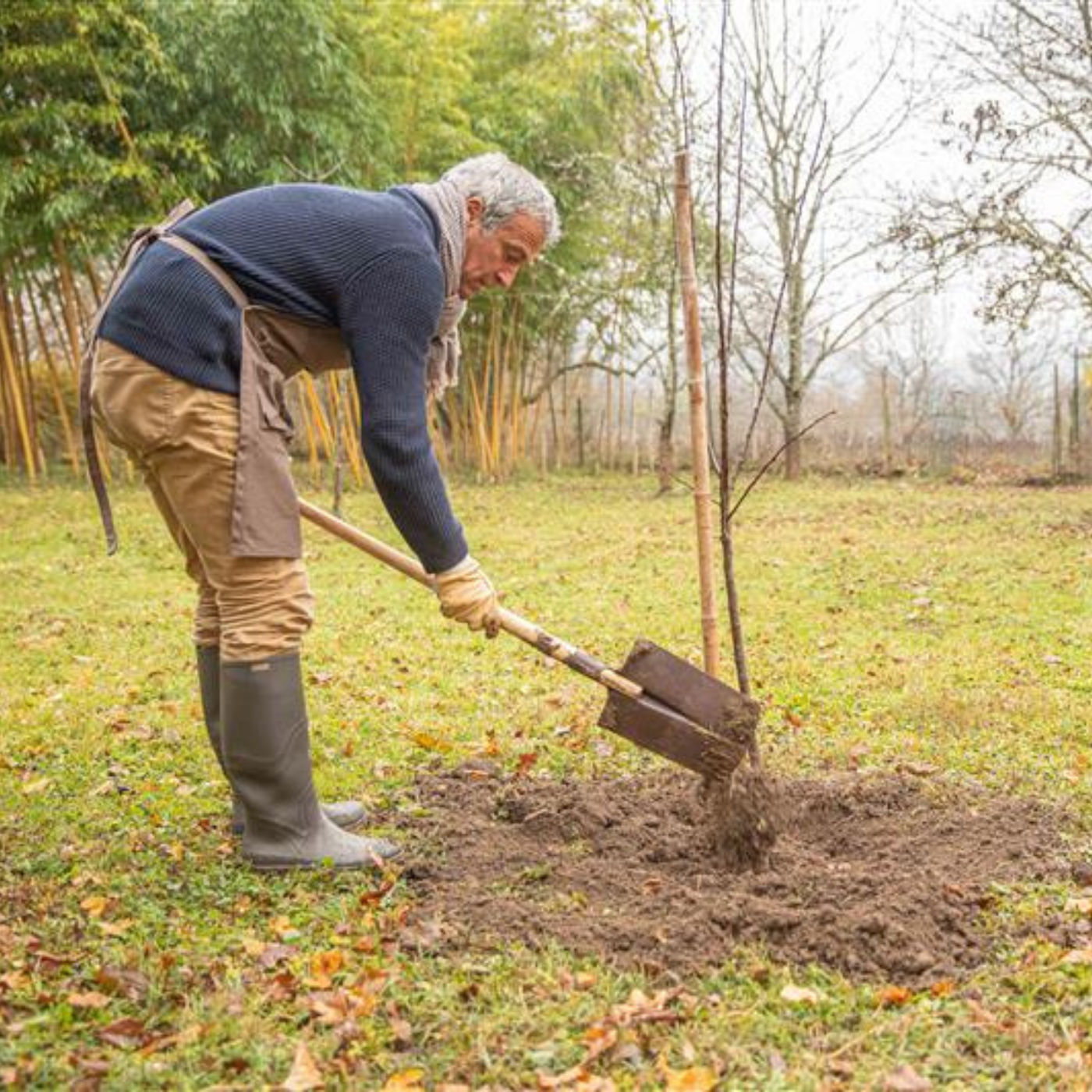 Image d'un homme qui plante un arbre fruitier dans son verger