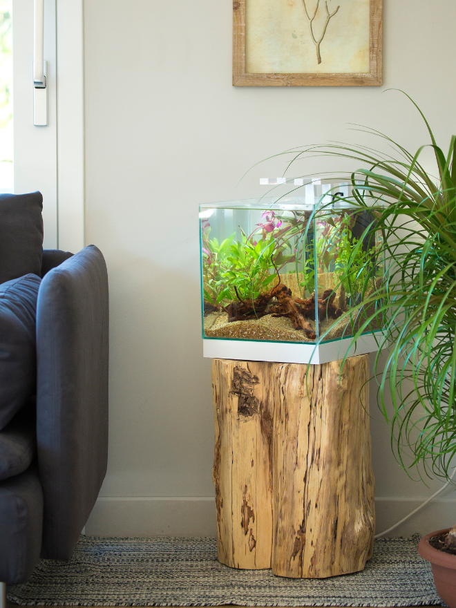 Un aquarium dans un salon