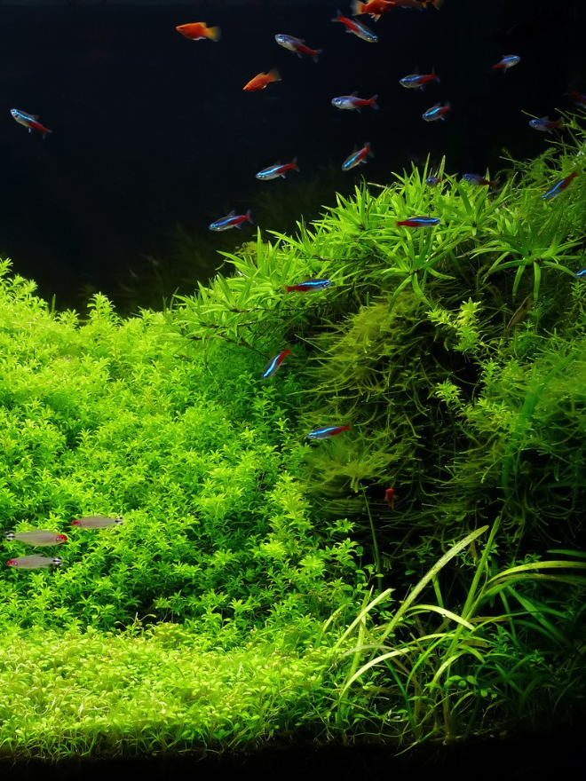 Un aquarium rempli de plantes aquatiques et poissons