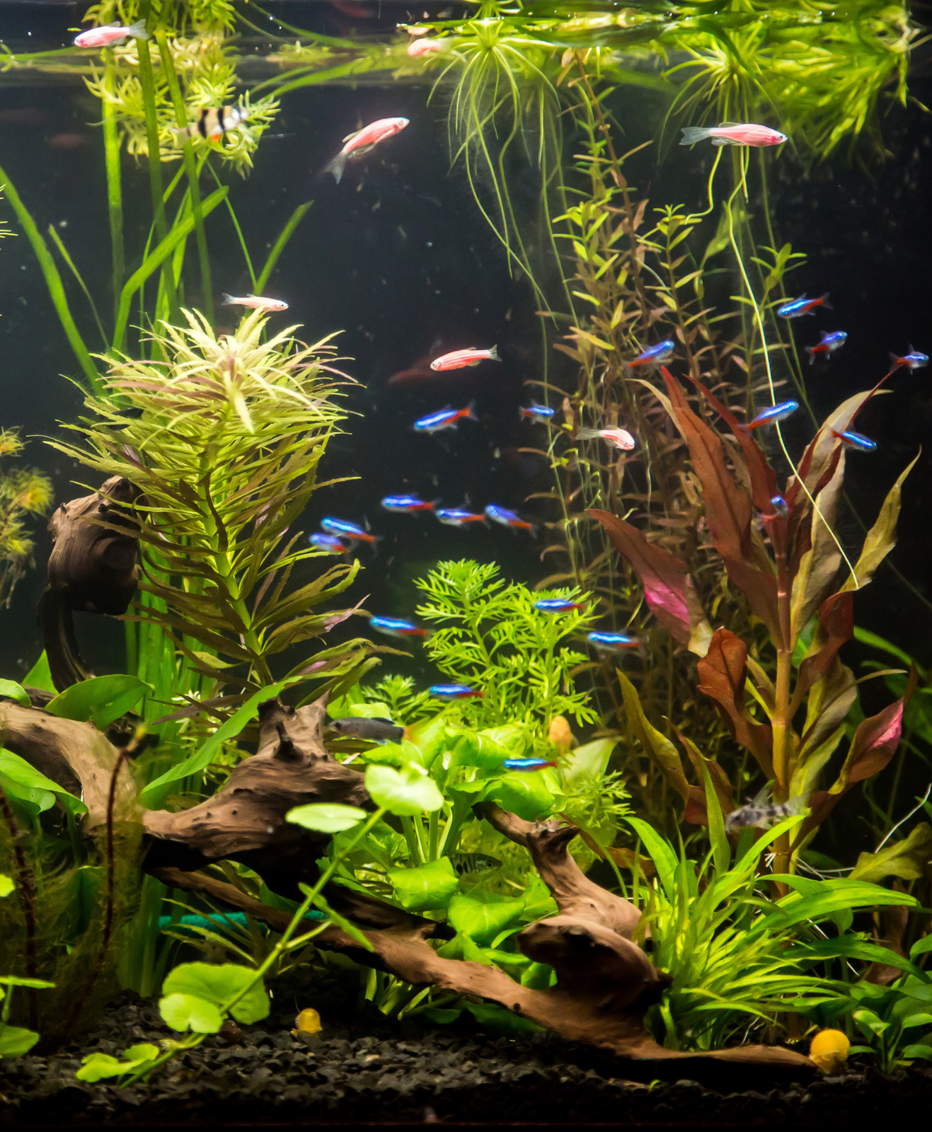 Des poissons dans un bel aquarium rempli de plantes