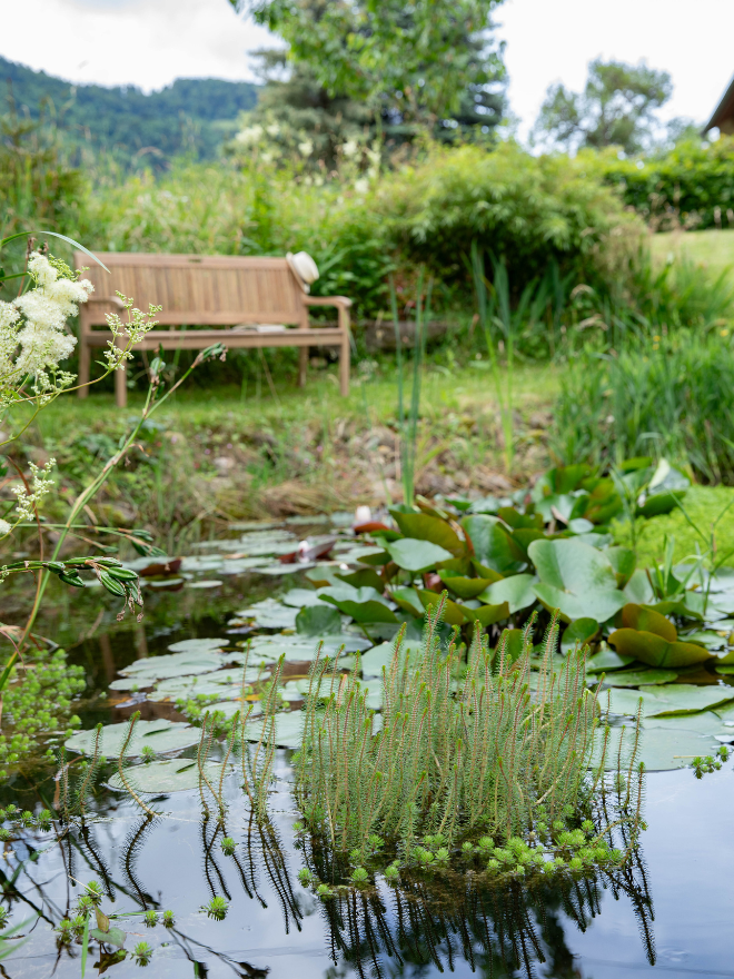 Un jardin naturel avec une mare