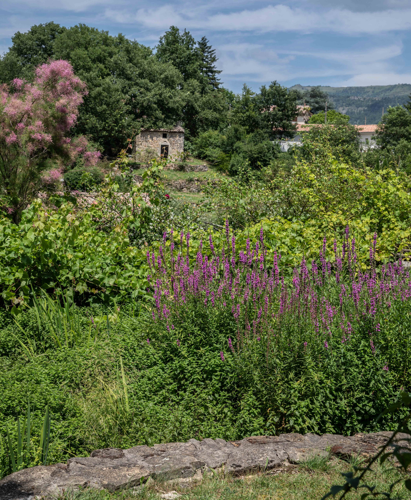 Un jardin au naturel avec beaucoup de végétal