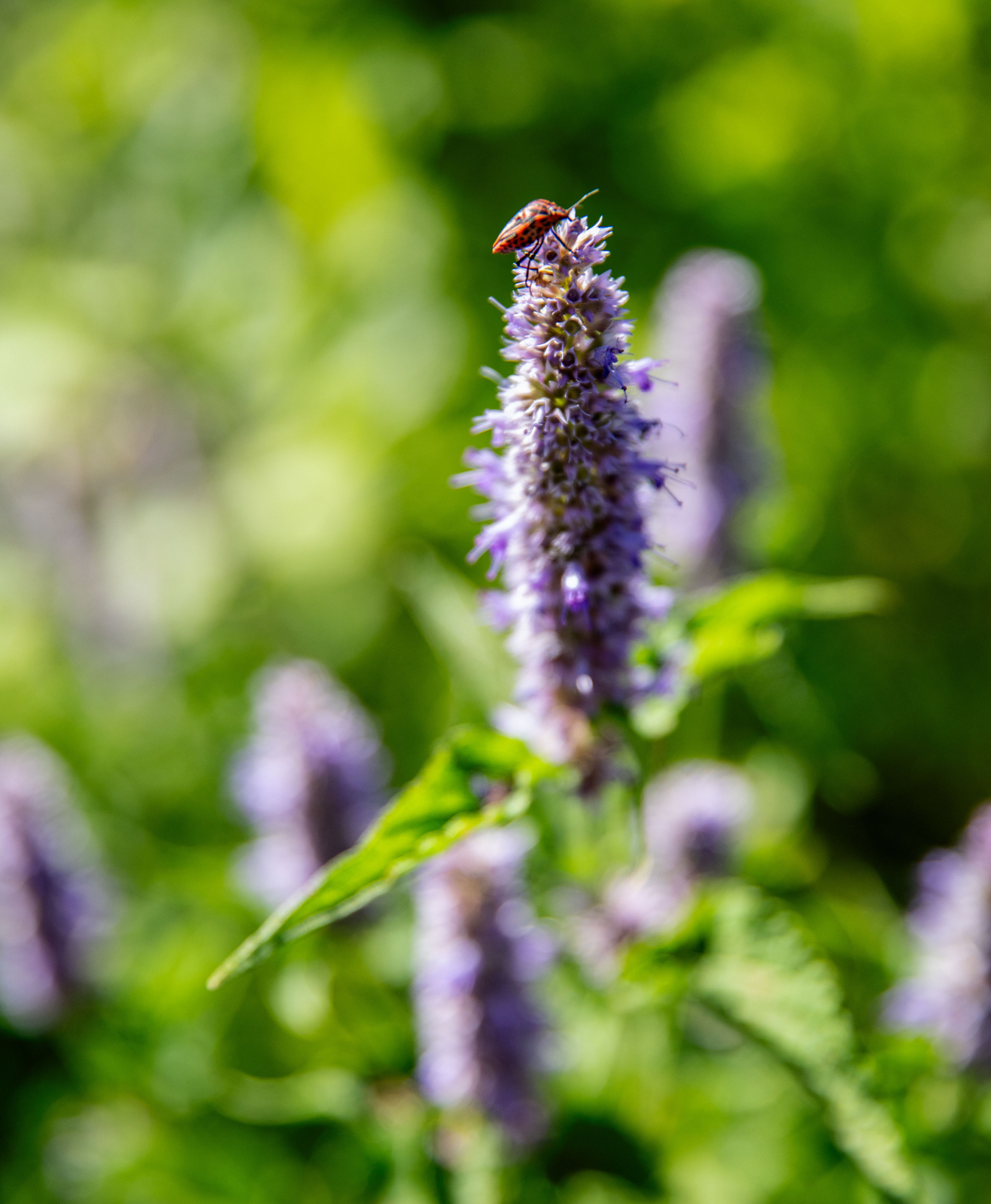 Un insecte sur une fleur