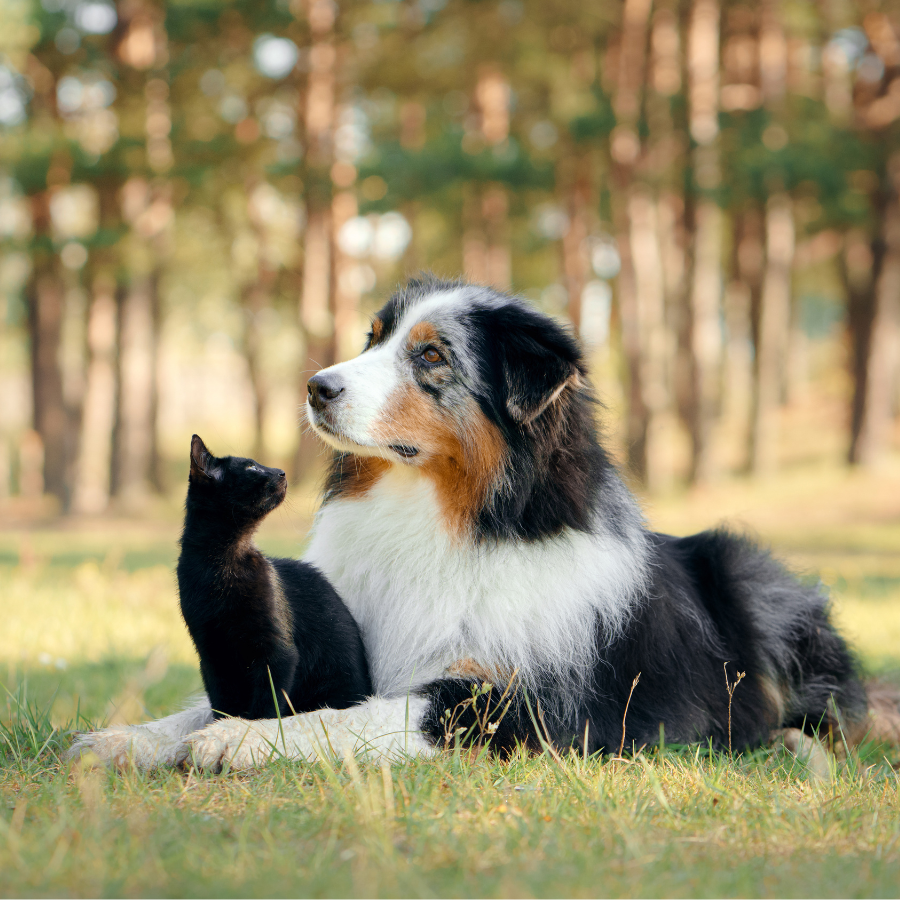 Chien et chat dans l'herbe