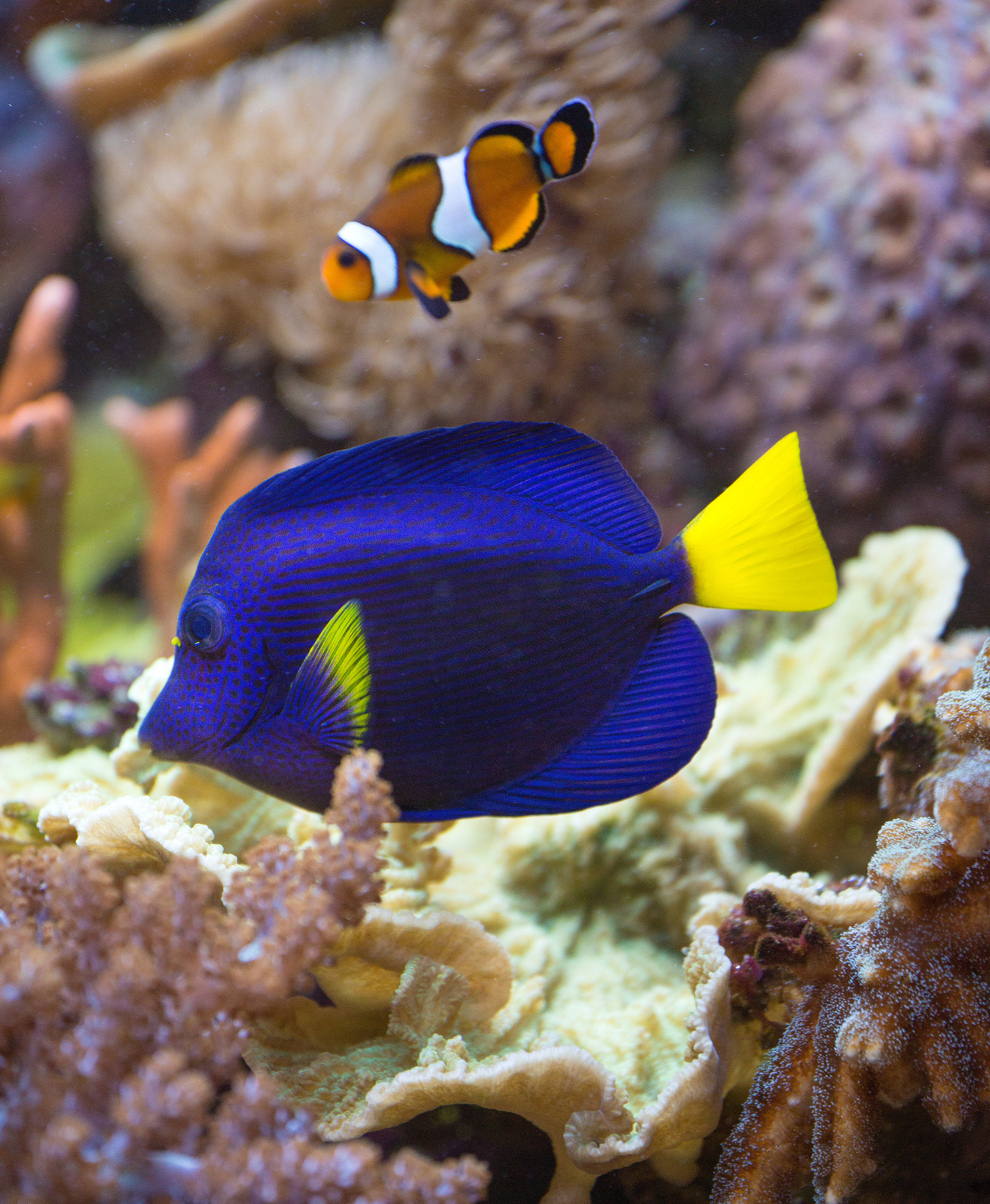 Des poissons en aquarium