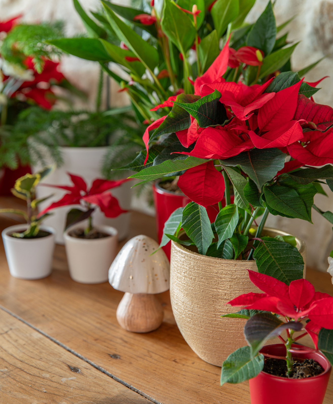 Des poinsettias sur un bureau pour décorer sa maison à Noël