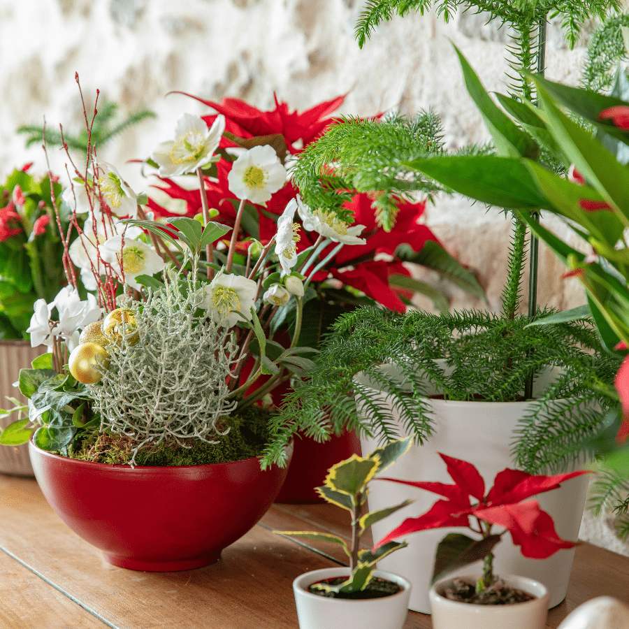 Plantes et compositions florales de Noël pour la maison