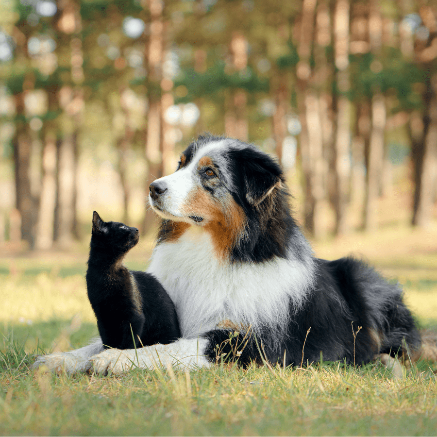 Chien et chat allongés dans l'herbe de la forêt