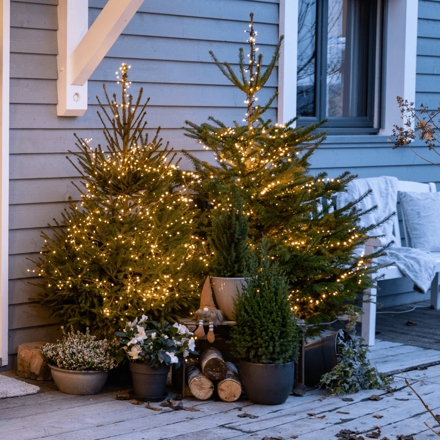 Sapins de Noël illuminés devant la maison