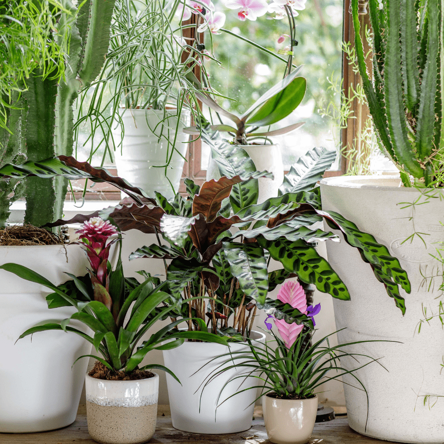 Plantes et fleurs en intérieur