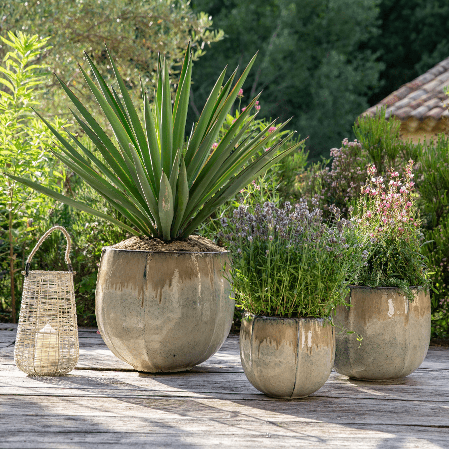 Plantes extérieures dans des pots colorés en terre cuite émaillée