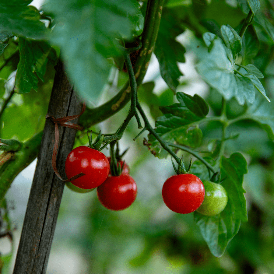 Graines de tomates pour le potager