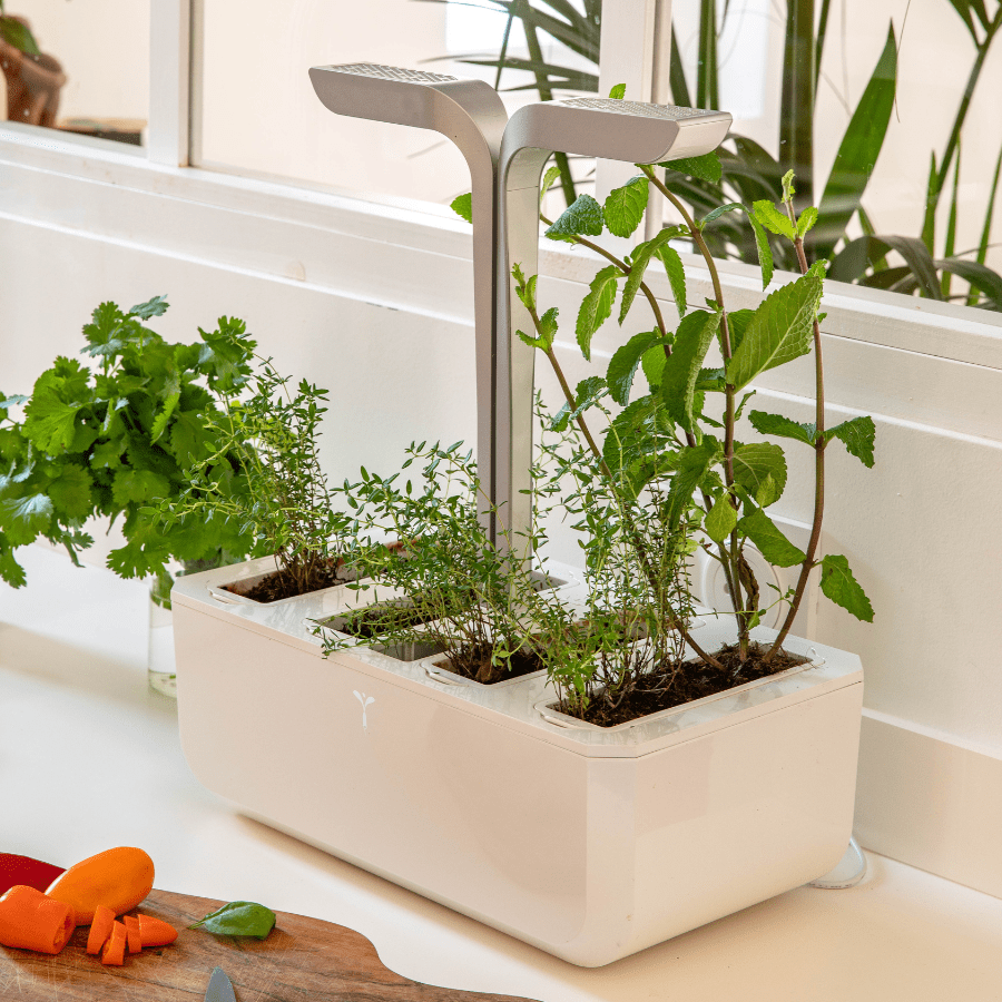 Potagers d'intérieurs