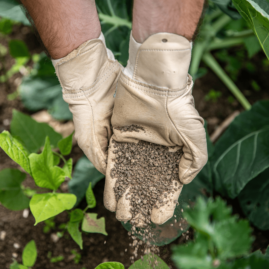 Semences utiles pour le potager