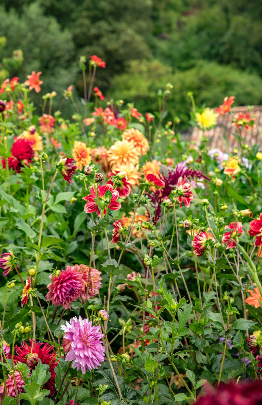 Un jardin en fleurs