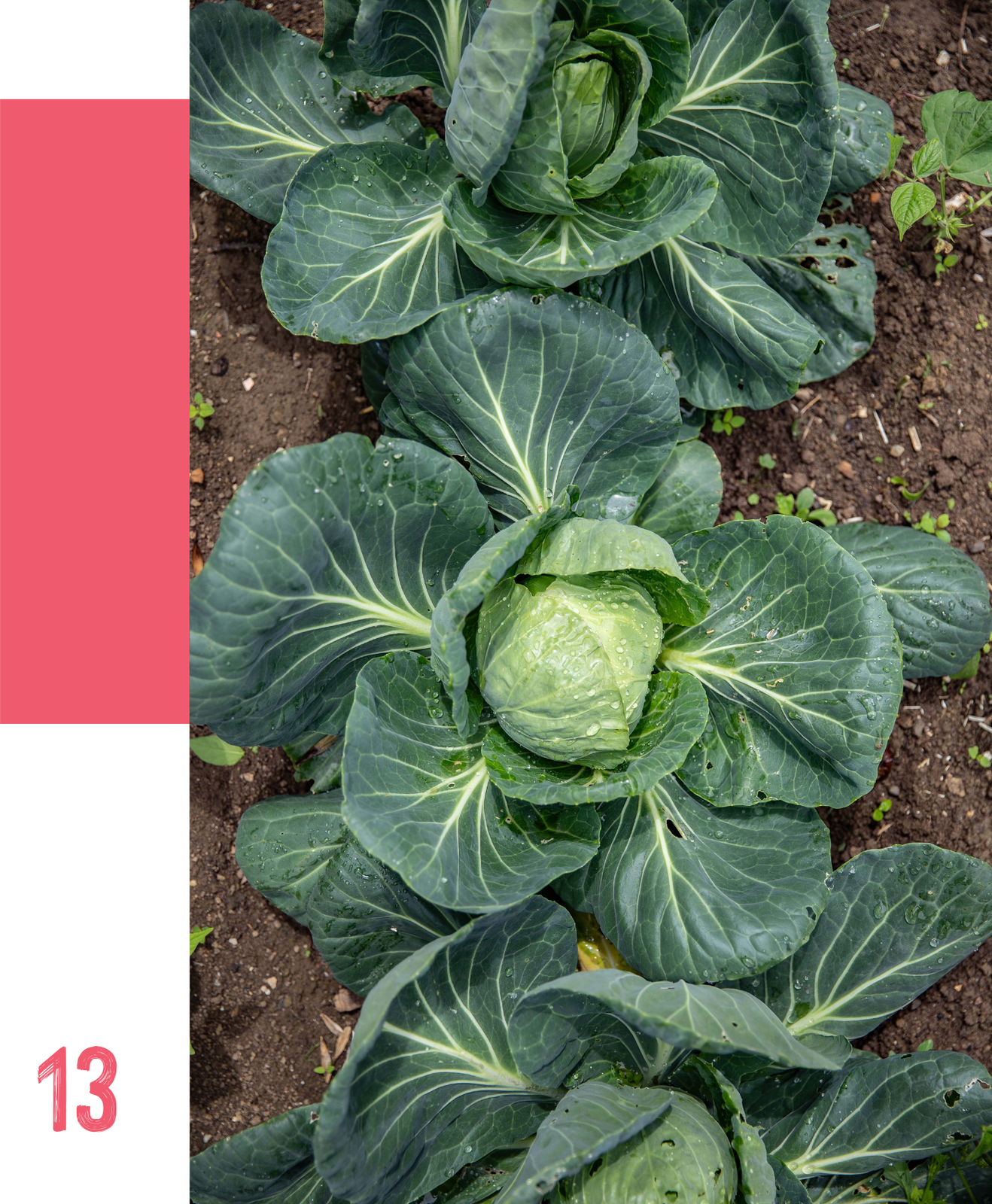 Diversification et rotation des cultures au potager