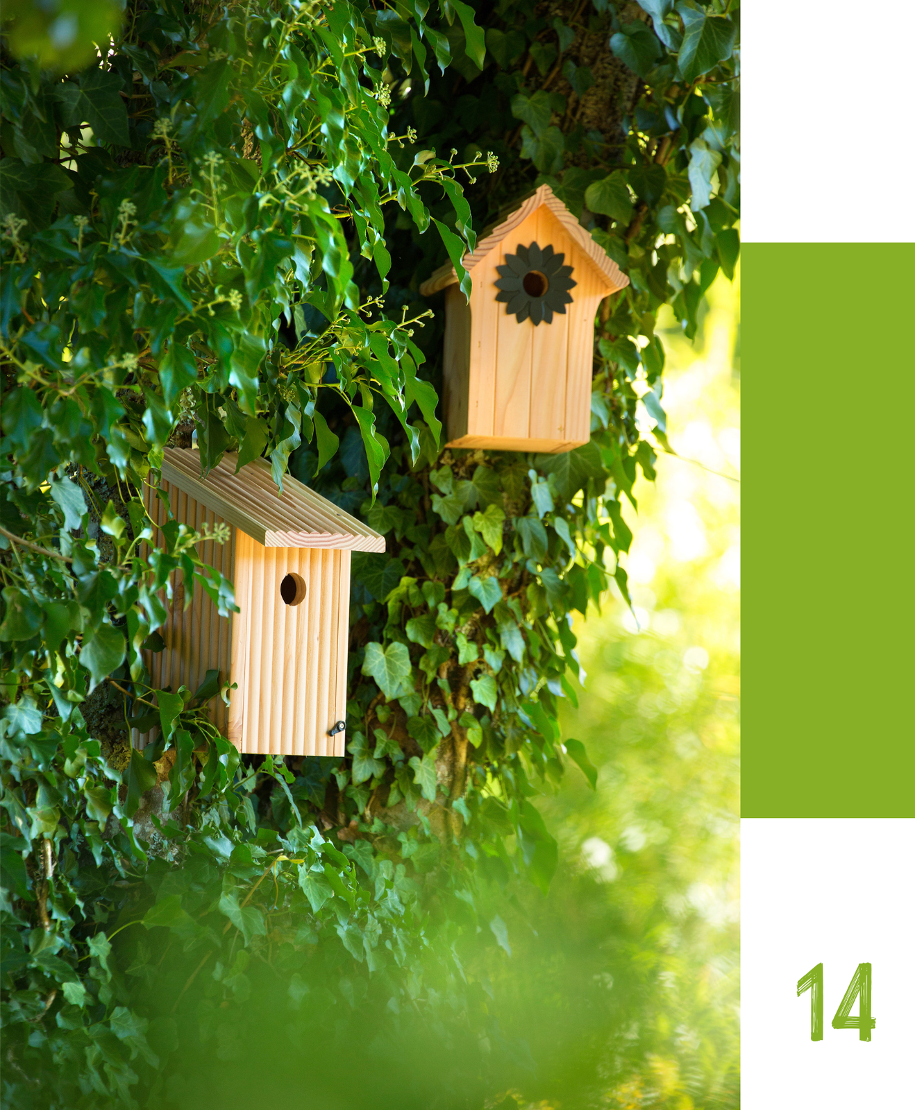 Accueillir les oiseaux au jardin : un geste pour la biodiversité