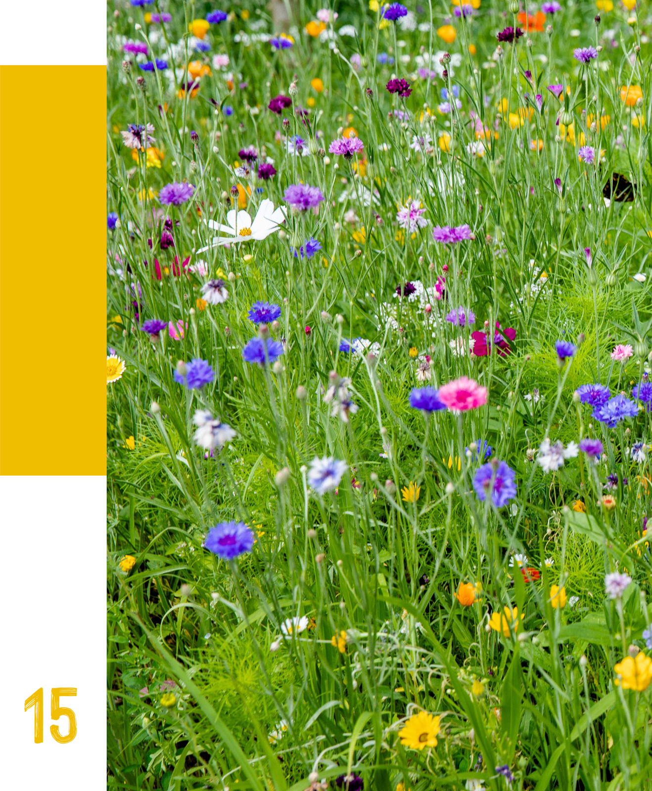 Une prairie fleurie : un refuge pour la biodiversité et un atout pour votre jardin
