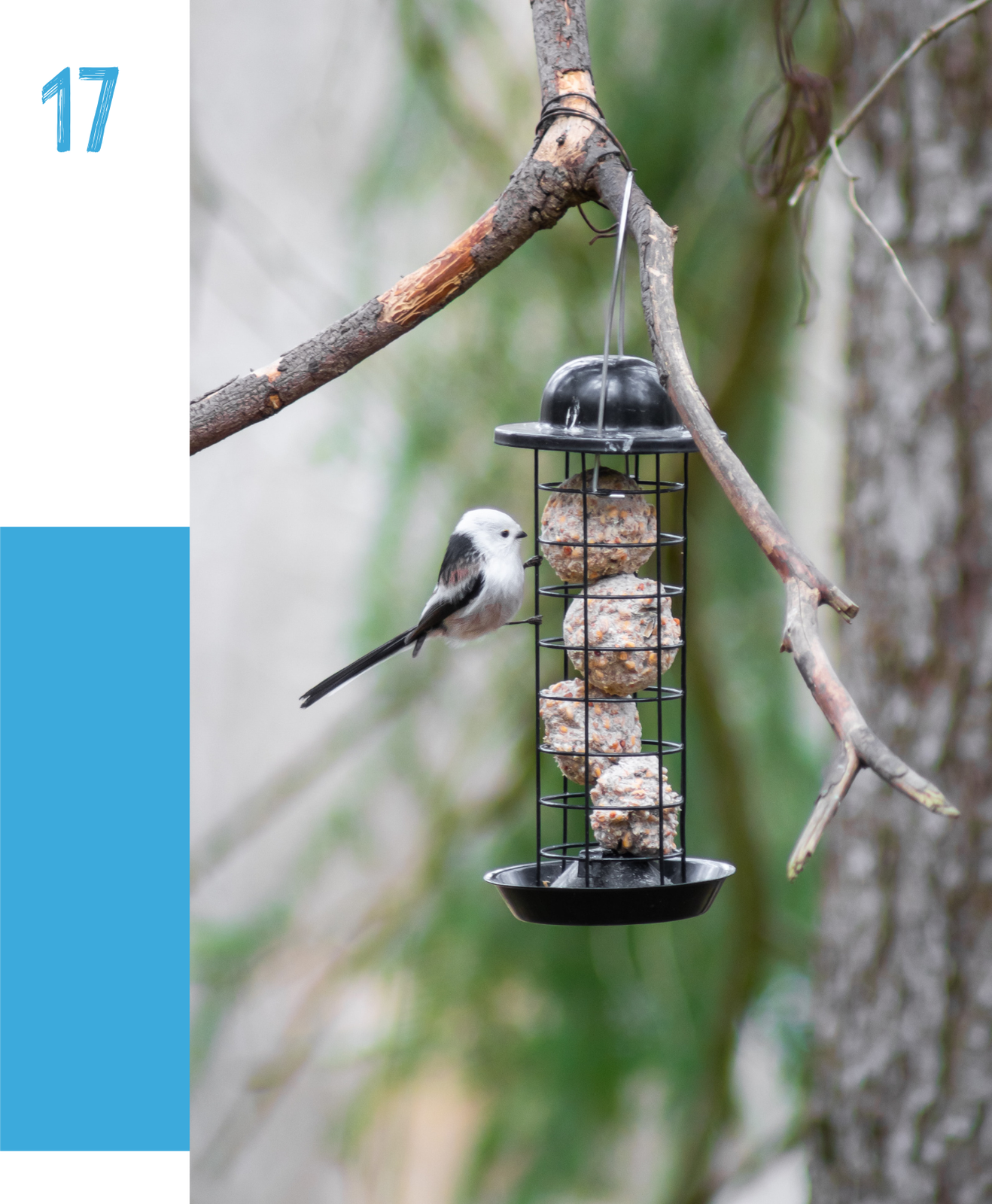 Bien nourrir les oiseaux du jardin : des choix adaptés