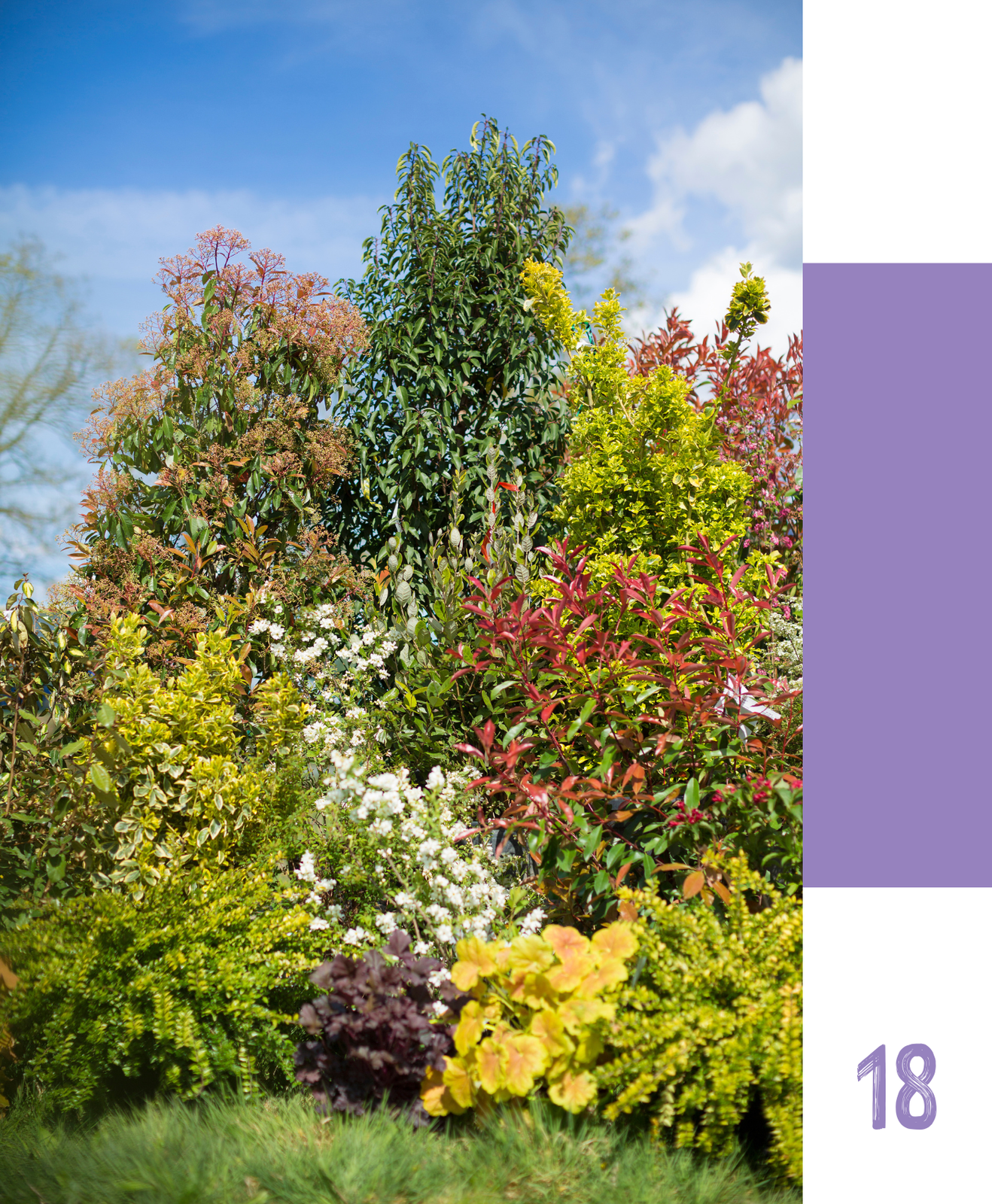 Créer une haie vive : un refuge essentiel pour la faune de votre jardin